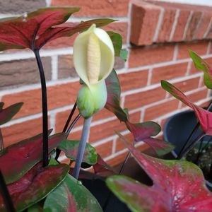 Meet your Posher, Lynn